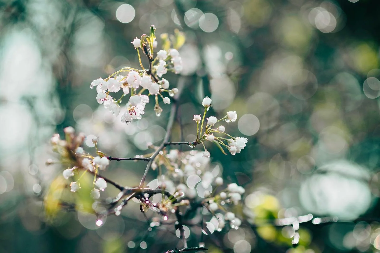 Yay for spring! Finally getting away from mud winter! 🙌 All of this sweet bokeh was in camera since it was raining! 🌧️

&ldquo;A flower does not use words to announce its arrival to the world; it just blooms.&rdquo;&ndash; Matshona Dhliwayo.

&ldqu
