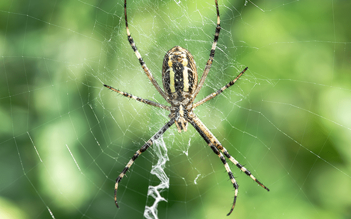 orb-spider.png