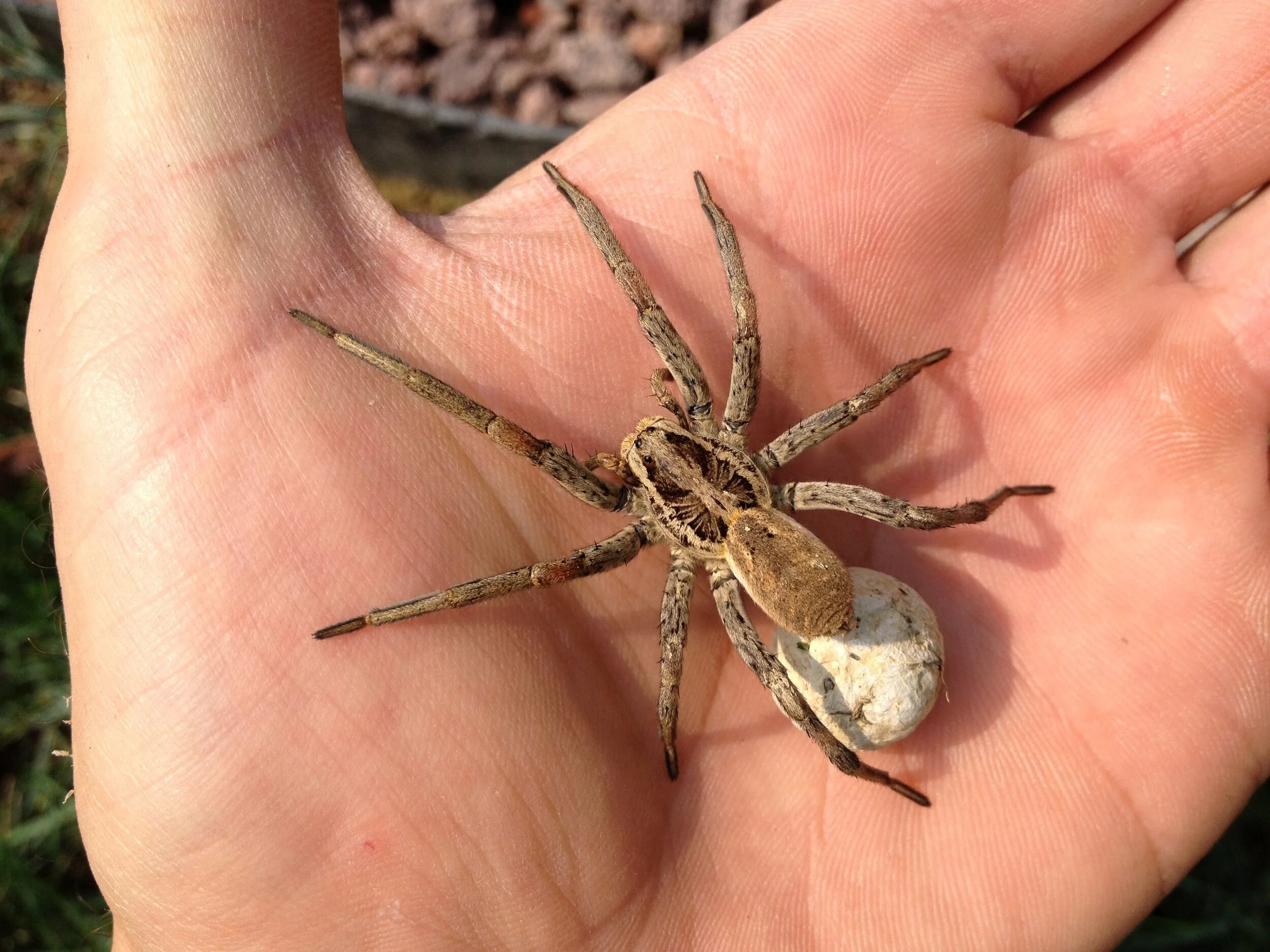 wolf spider.jpg