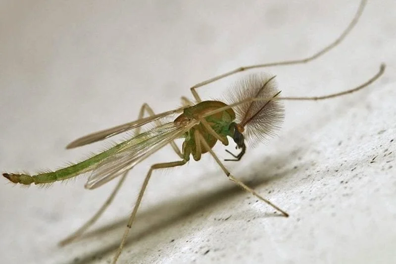 midge10.jpg