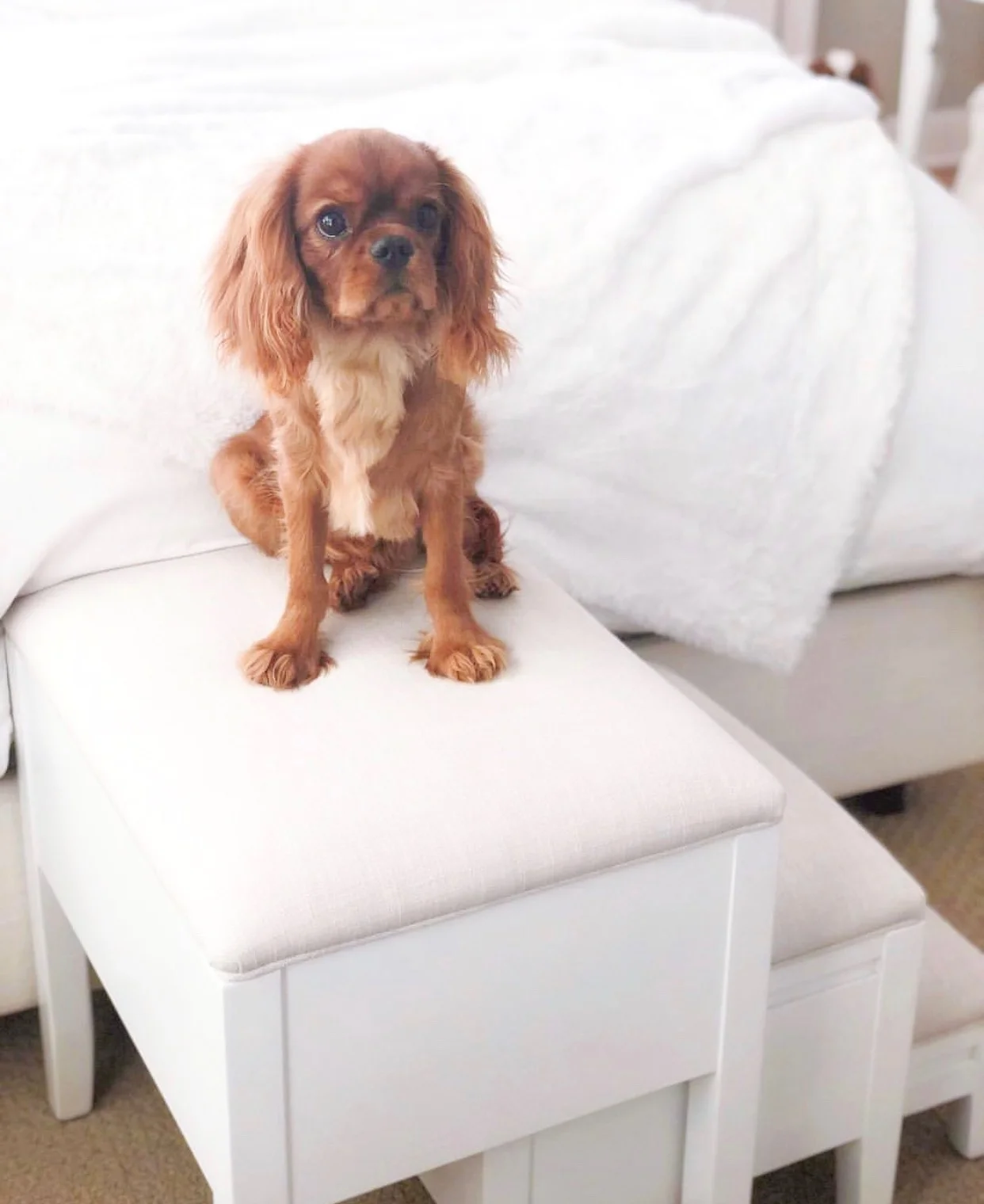Luxury Home Decor For You and Your Fur Babies 