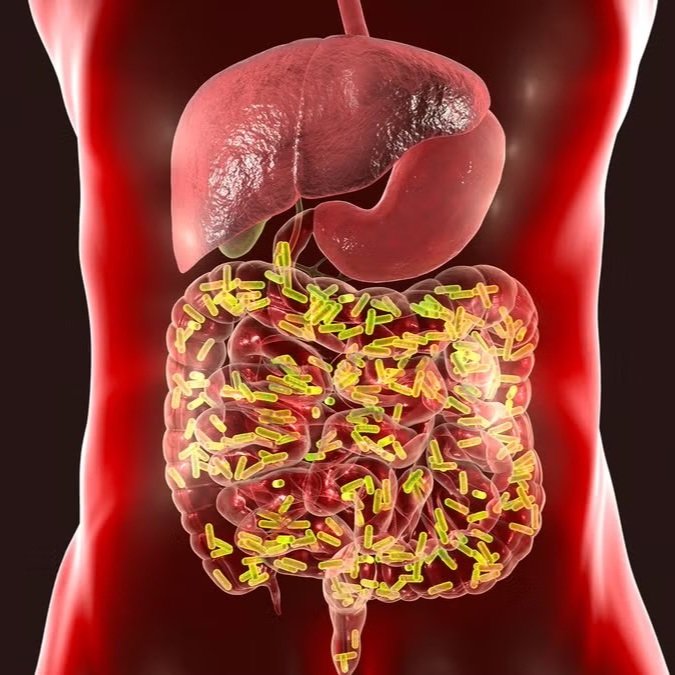 The Semi-Complete User's Guide to the Gut