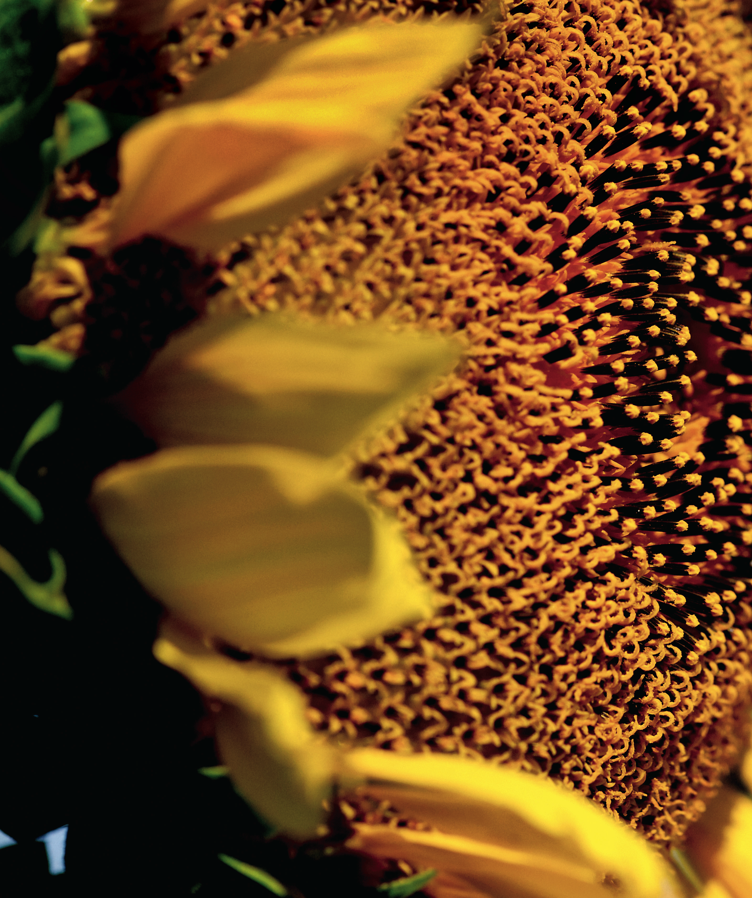 Business is Blooming