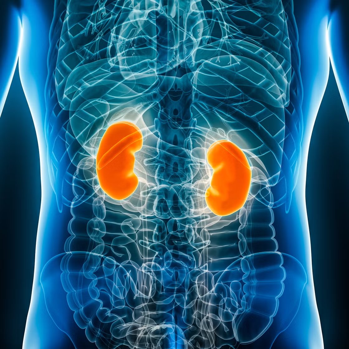 The Semi-Complete User's Guide to the Kidneys