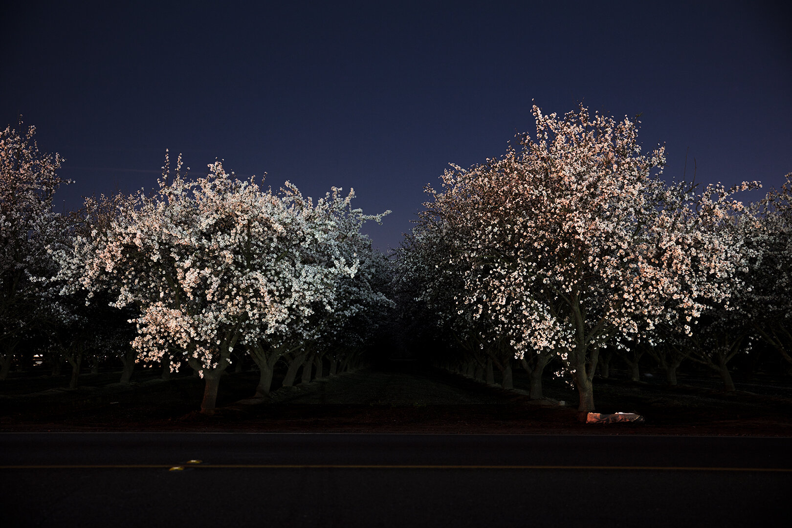 Almond Orchard LOWRES.jpg