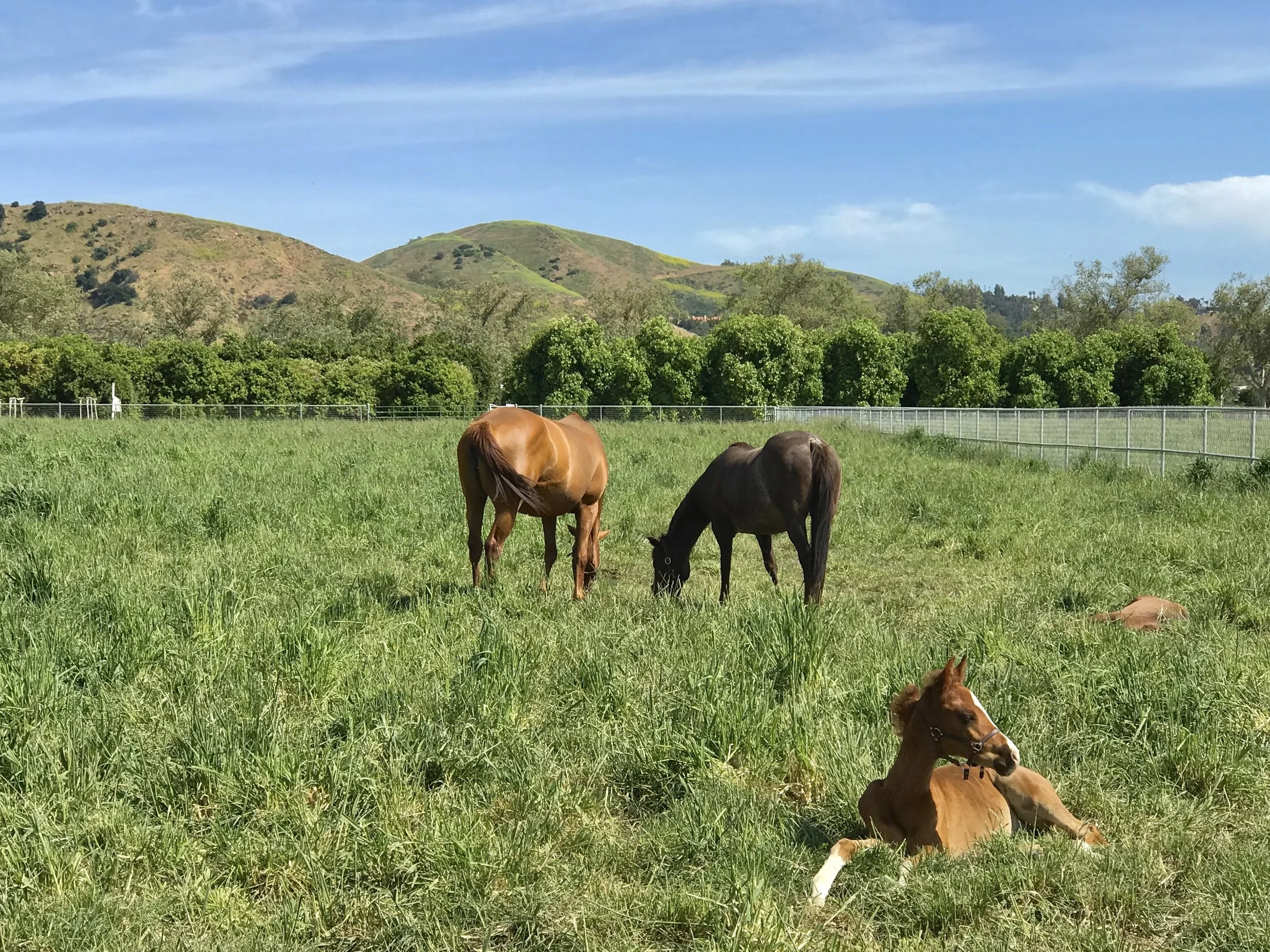 W.K. Kellogg Arabian Horse Center Sunday Shows