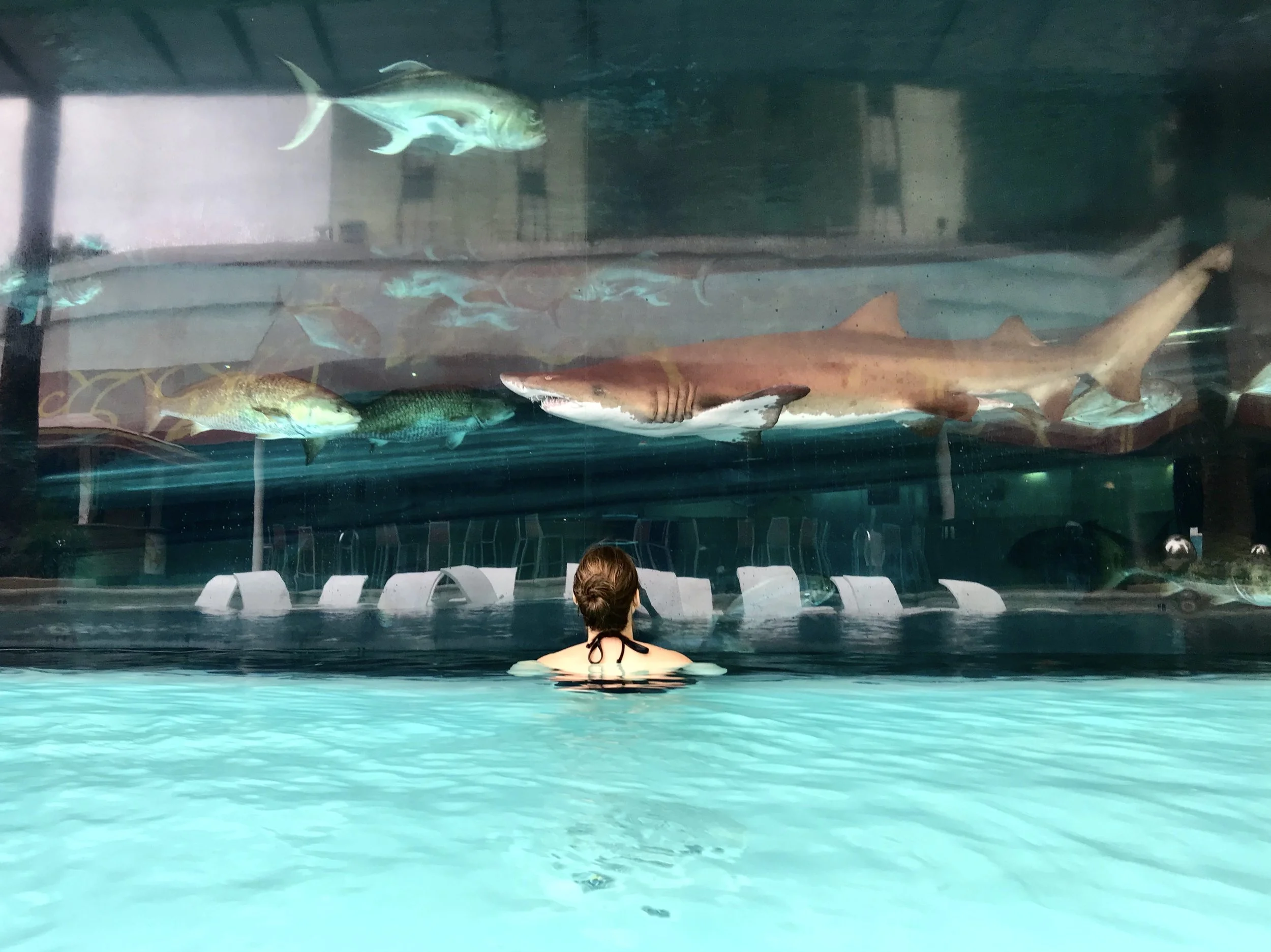 The Golden Nugget Shark Pool - "The Tank"