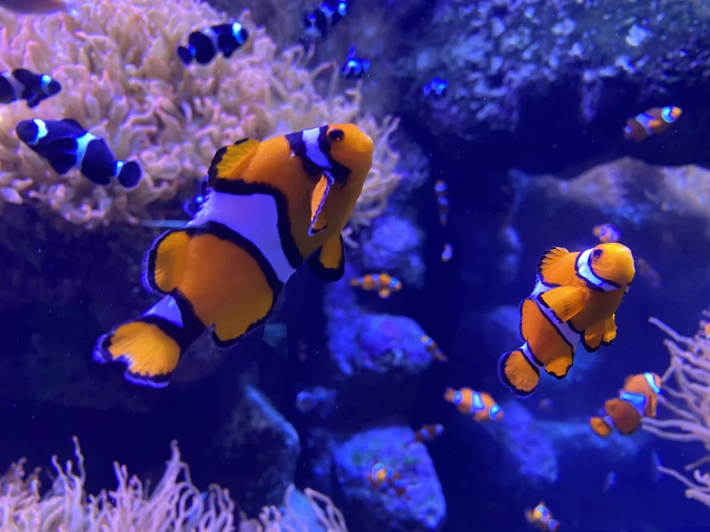 Aquarium Of The Pacific Map