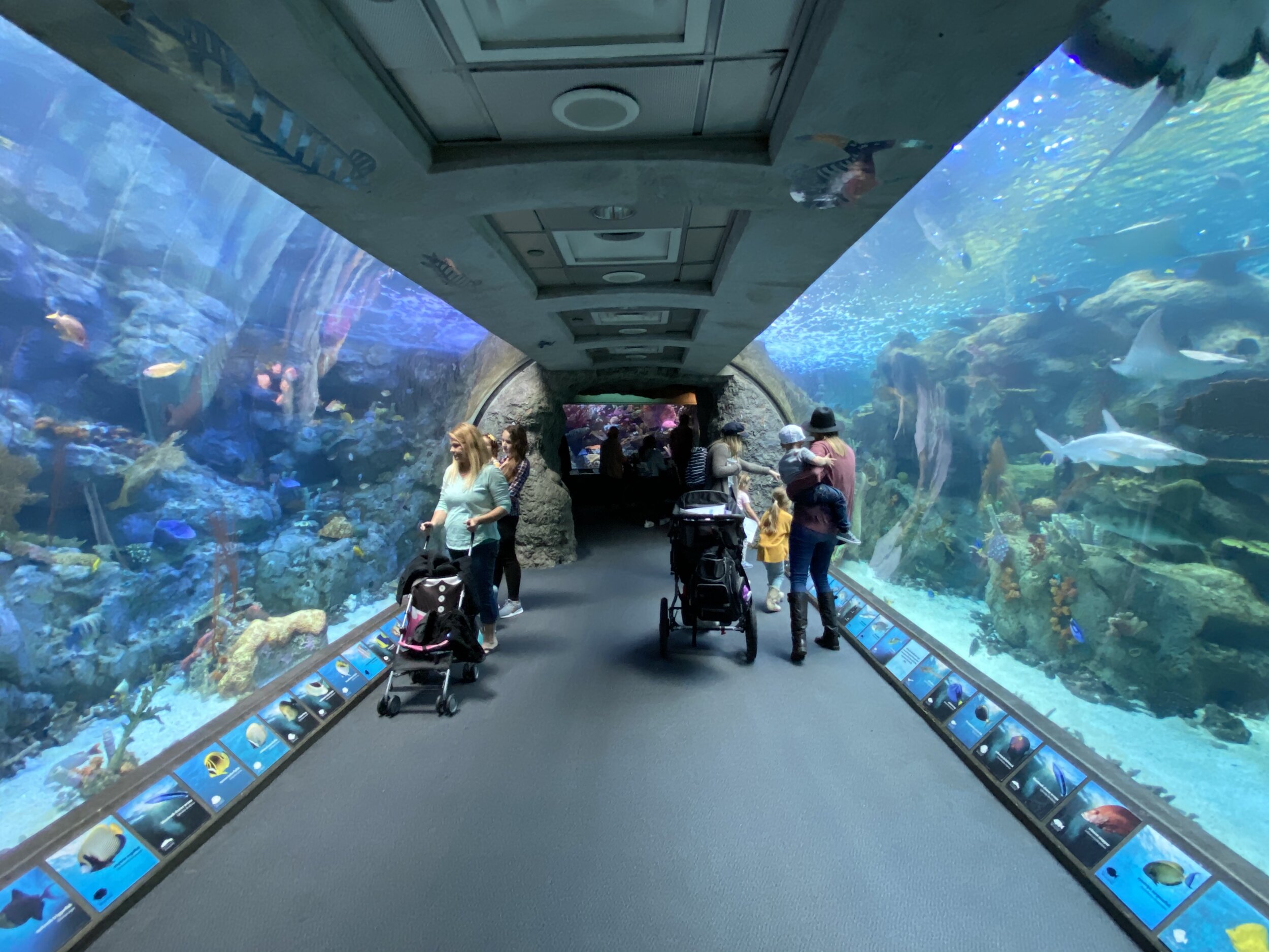 Aquarium of the Pacific — California By Choice