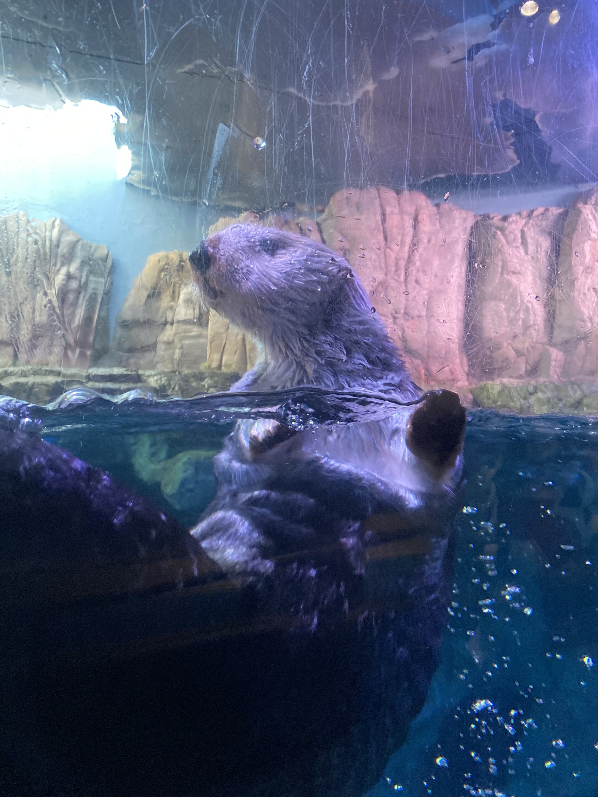 Sea Otter Habitat