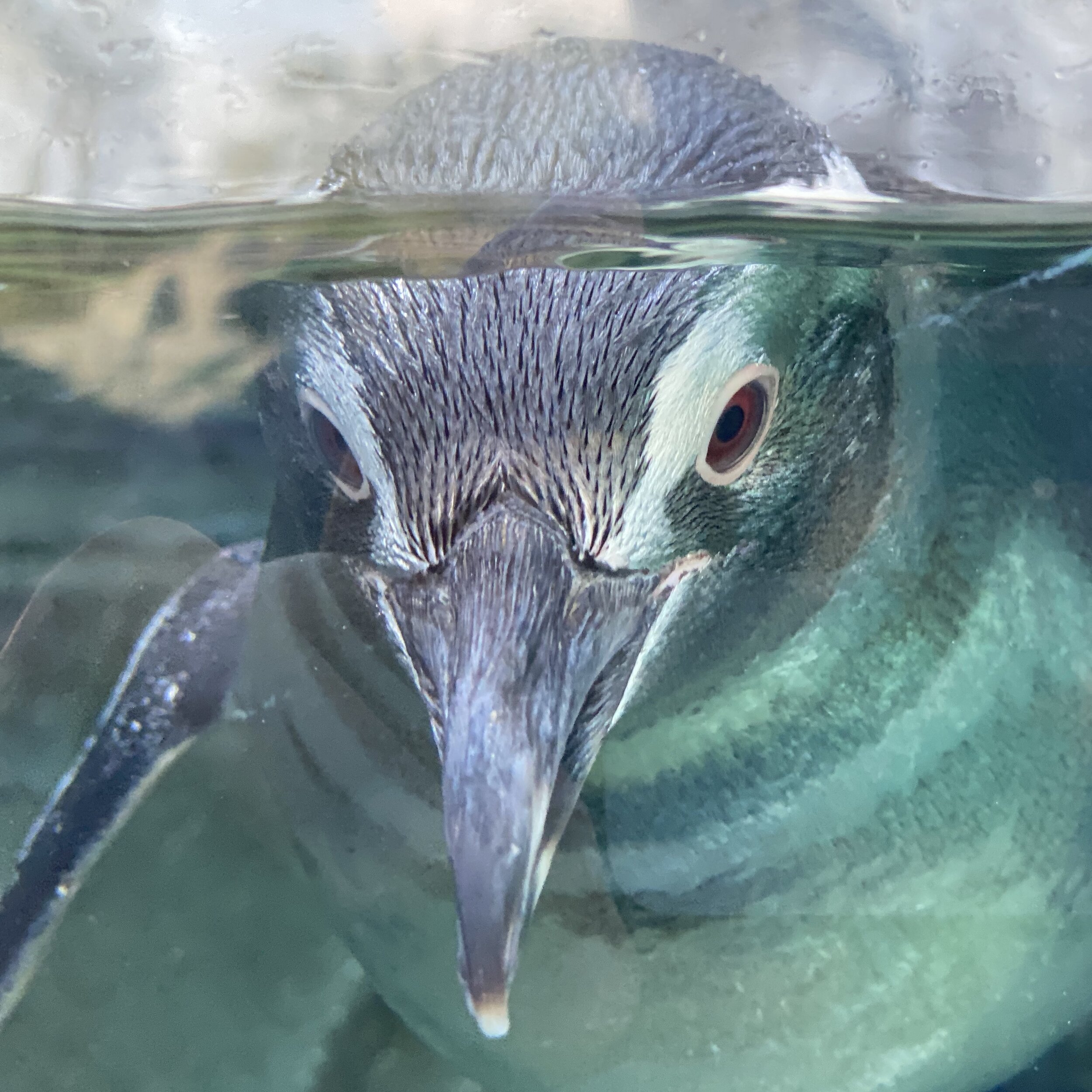 June Keyes Penguin Habitat