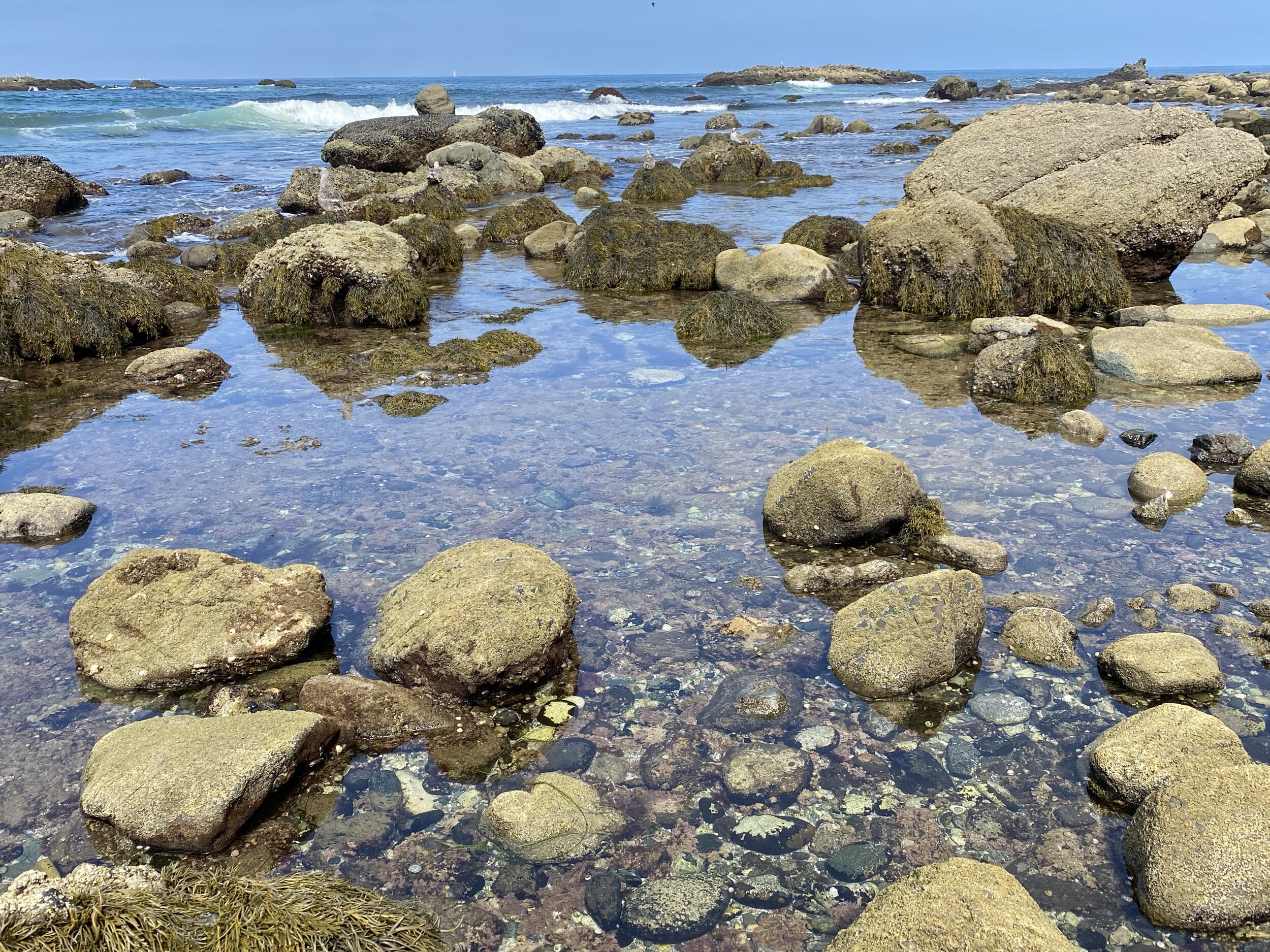 TIDE POOLS FOR DAYS