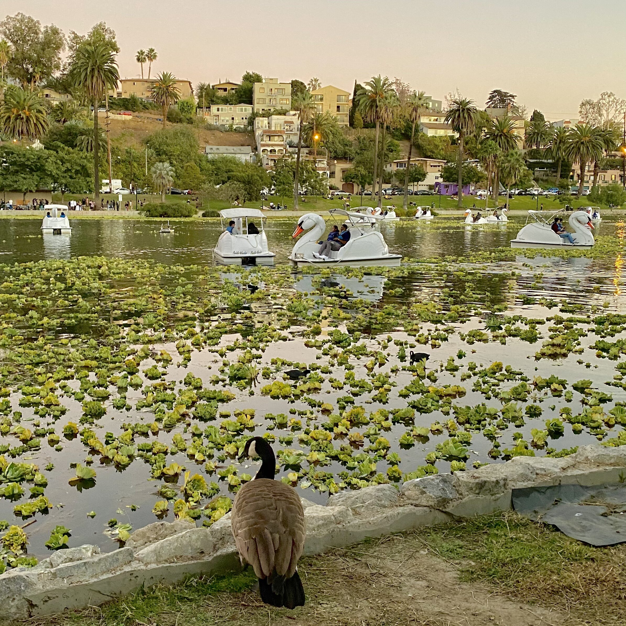 ECHO PARK PEDAL BOATS CONCESSION  City of Los Angeles Department of  Recreation and Parks