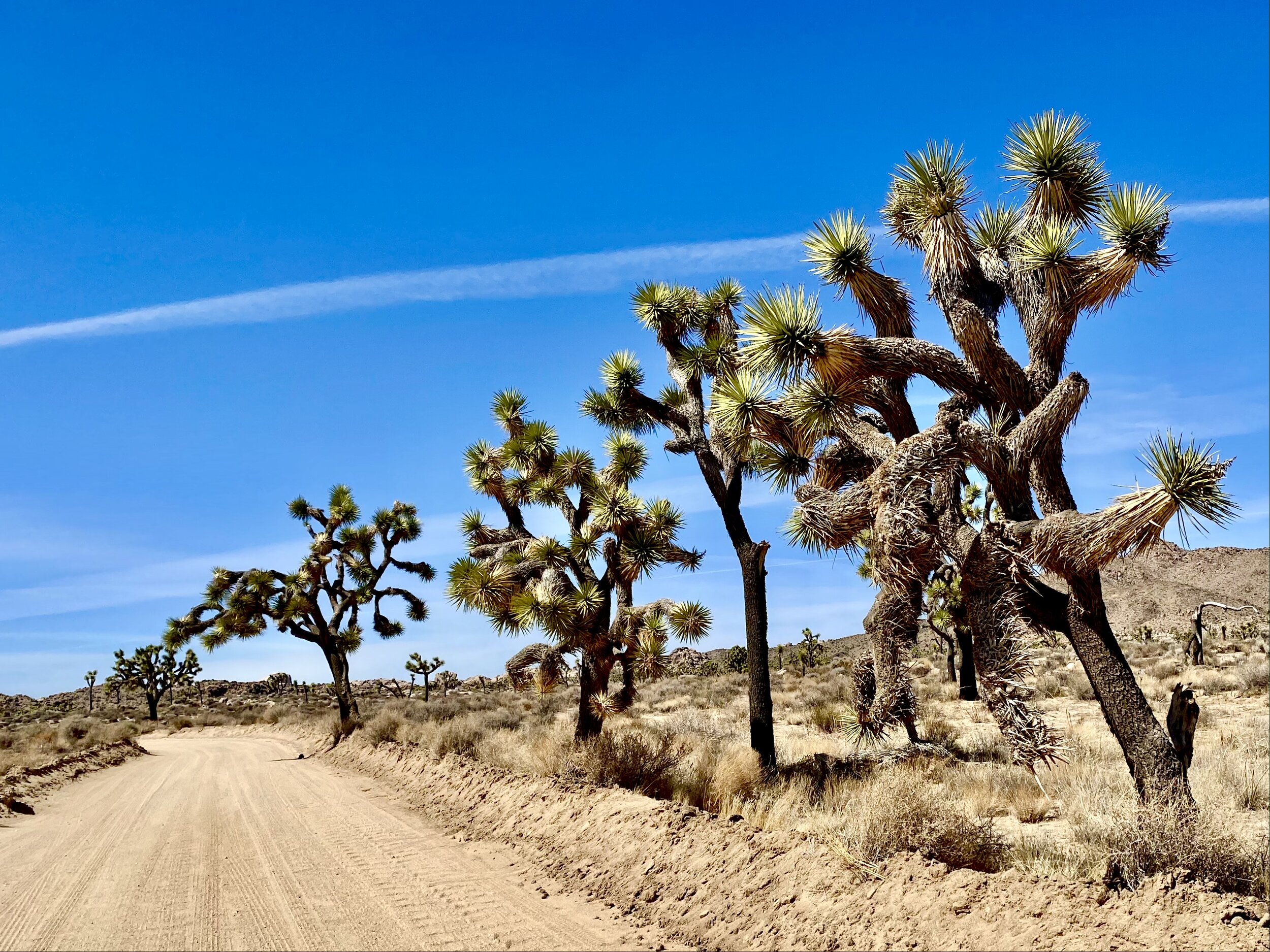 are dogs allowed in joshua tree