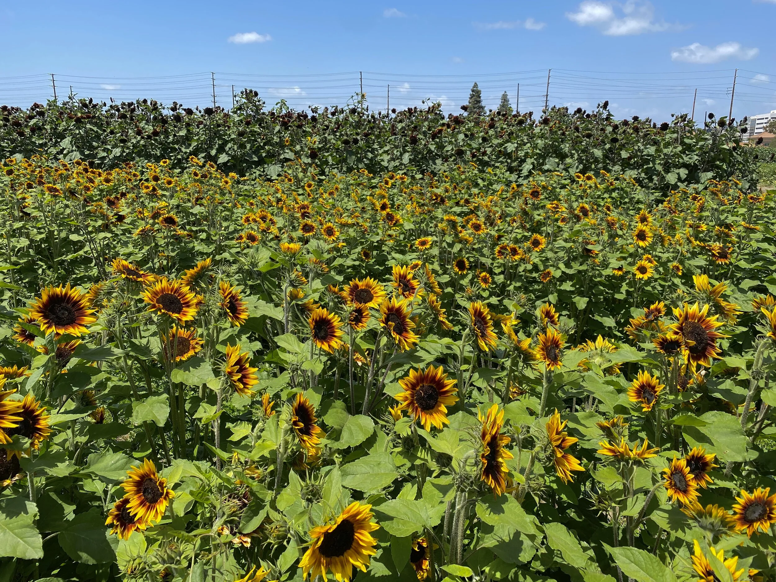 Sunflower bloom at Hana Field (by Tanaka Farms)
