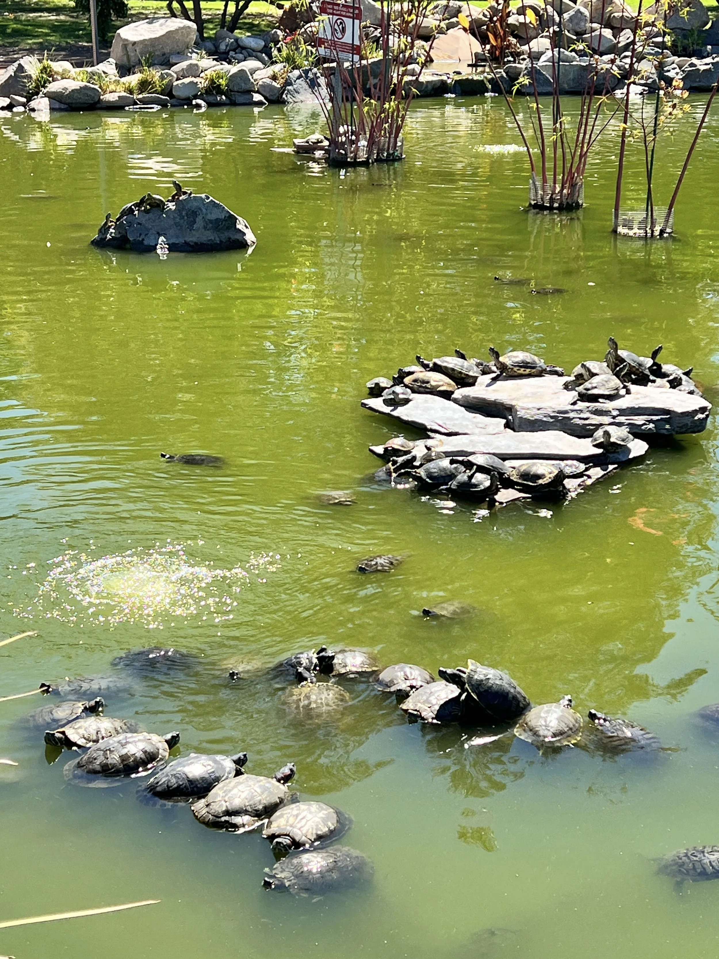 The Turtles at Cal State Northridge Orange Grove and Pond