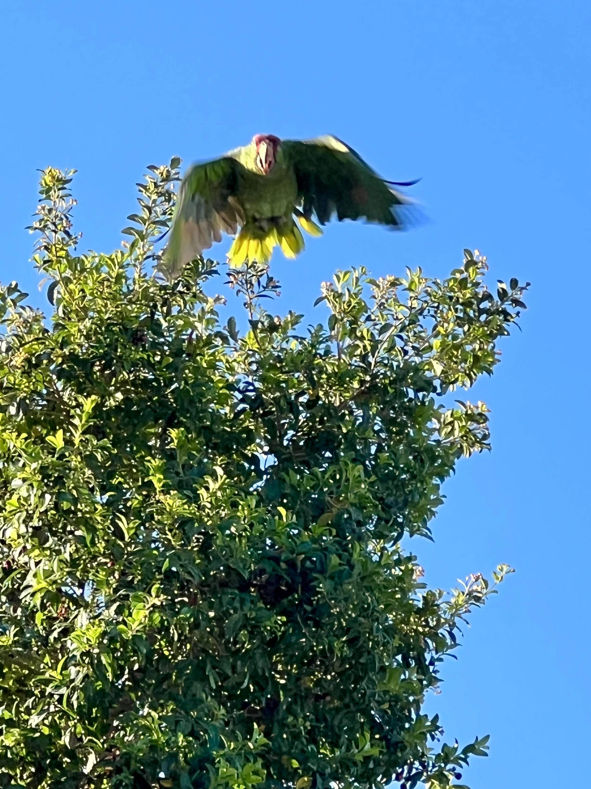 Parrots of Burbank