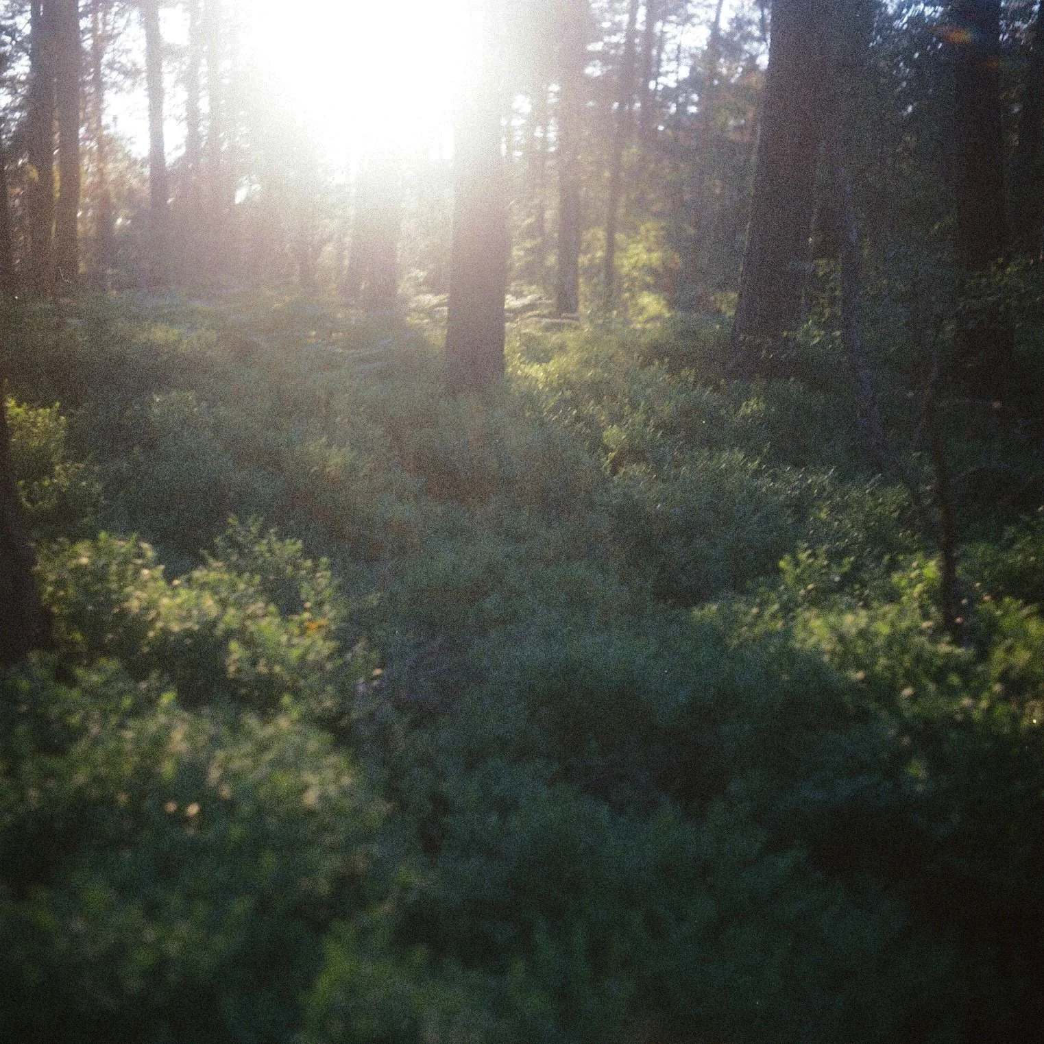 Film photographs from Bohemian Paradise | mystical forest