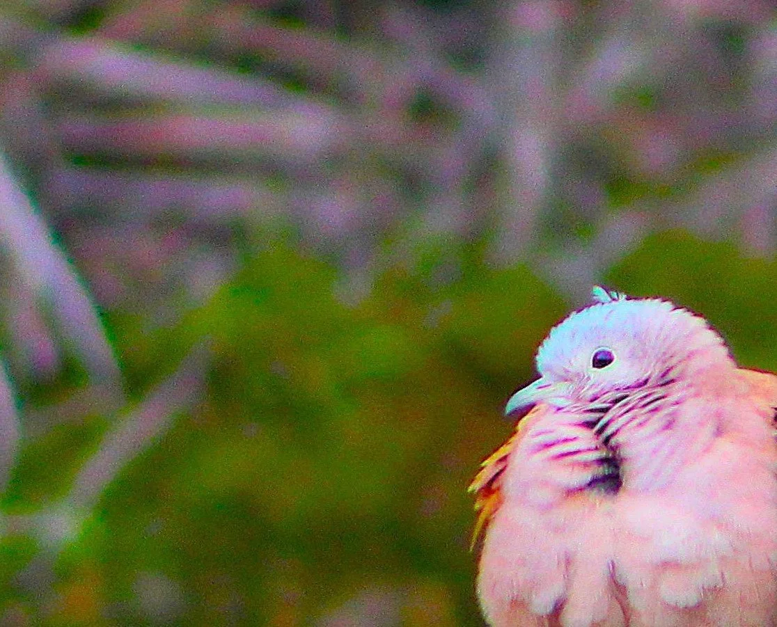 VIVIAN ABIGAIL ESTRADA AMADOR // DOS LATIDOS UN MISMO VUELO