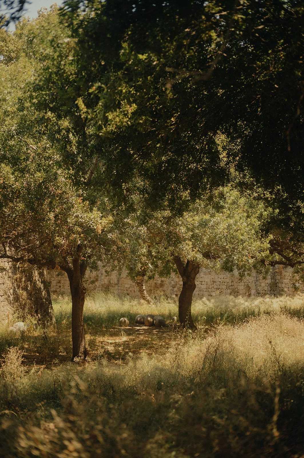 Rhodes-July25-82_websize.jpg