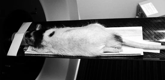 Testanimaux.jpg