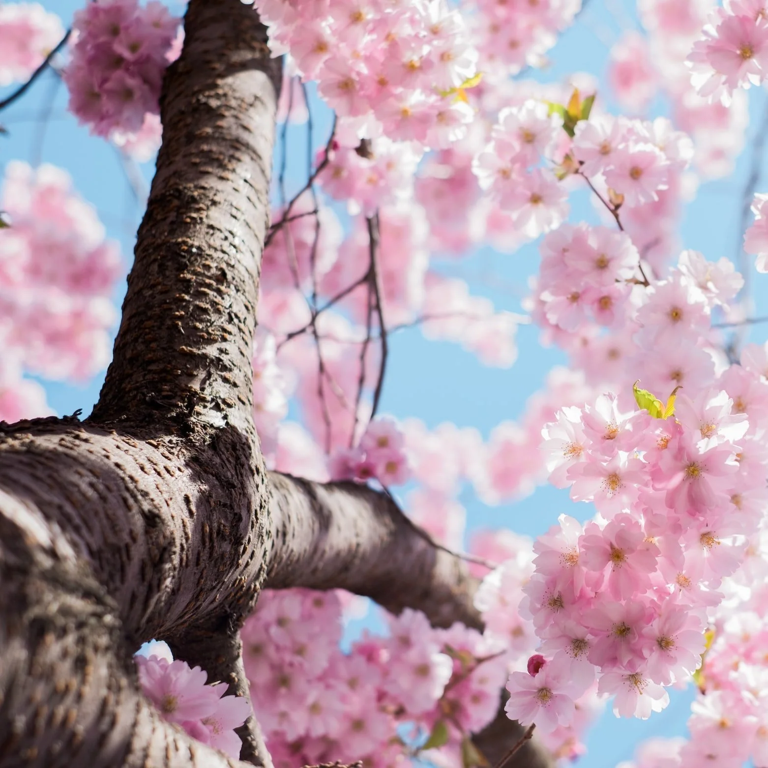 Spring into the Season with Elegant Brands
