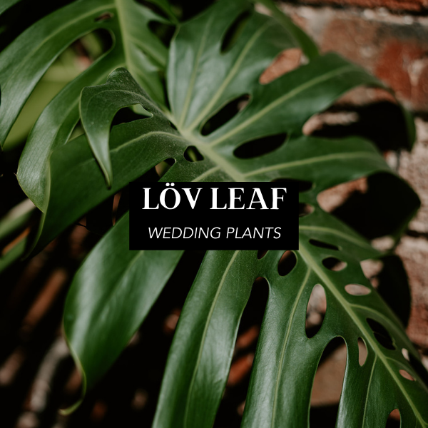 Lov Leaf - Hereford