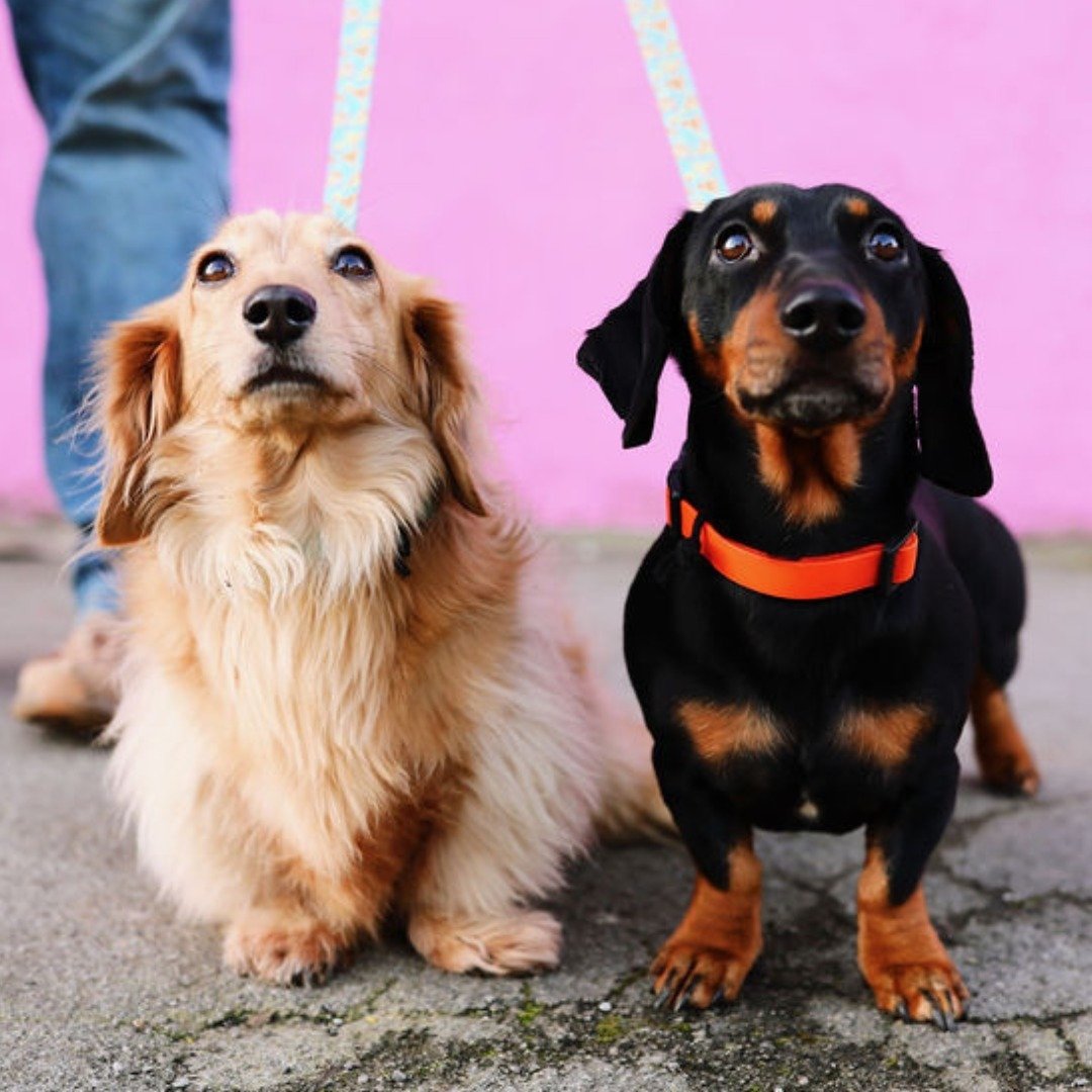 DOGGY PAWTRAITS! Calling all doggos (and their humans)! 🐶✨ 

On 18th December, the fabulous @thecostasisters will be at our Pup Shack Event, ready to work their magic to capture stunning, professional photos of your beloved furry friends! 📸🐶

So m