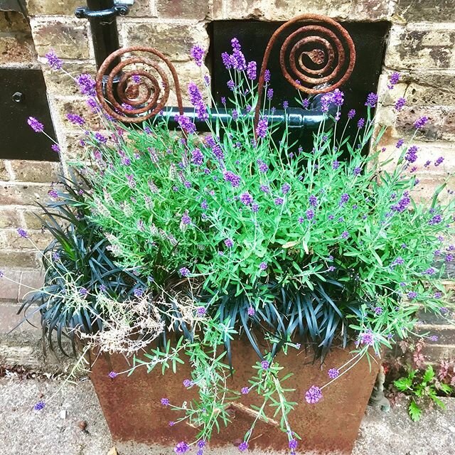 One of the old forge water tanks, now home to some Lavender and black grass. #outdoors #lavender #plants #forge #reuse #curly #hotmetalworks #brentford