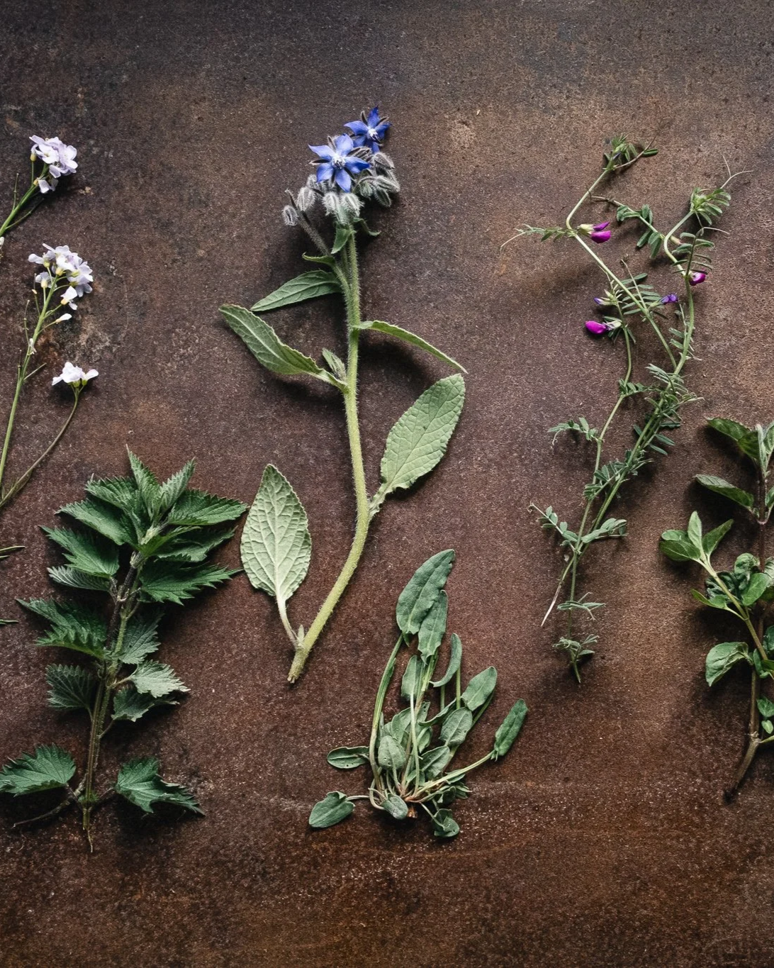 Foraging for seasonal wild plants during a fire cooking experience in Cheshire