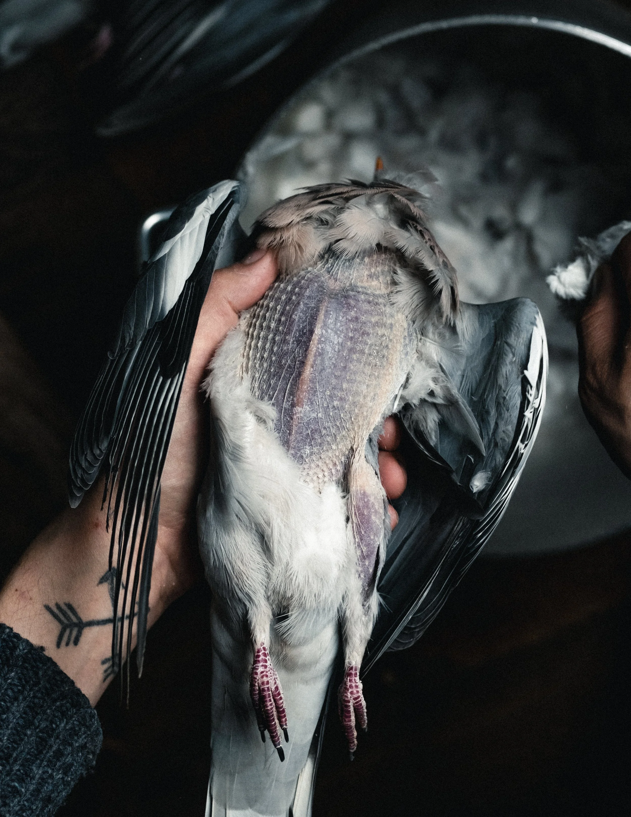 wood-pigeon-preparation-game-cookery-kent.JPG