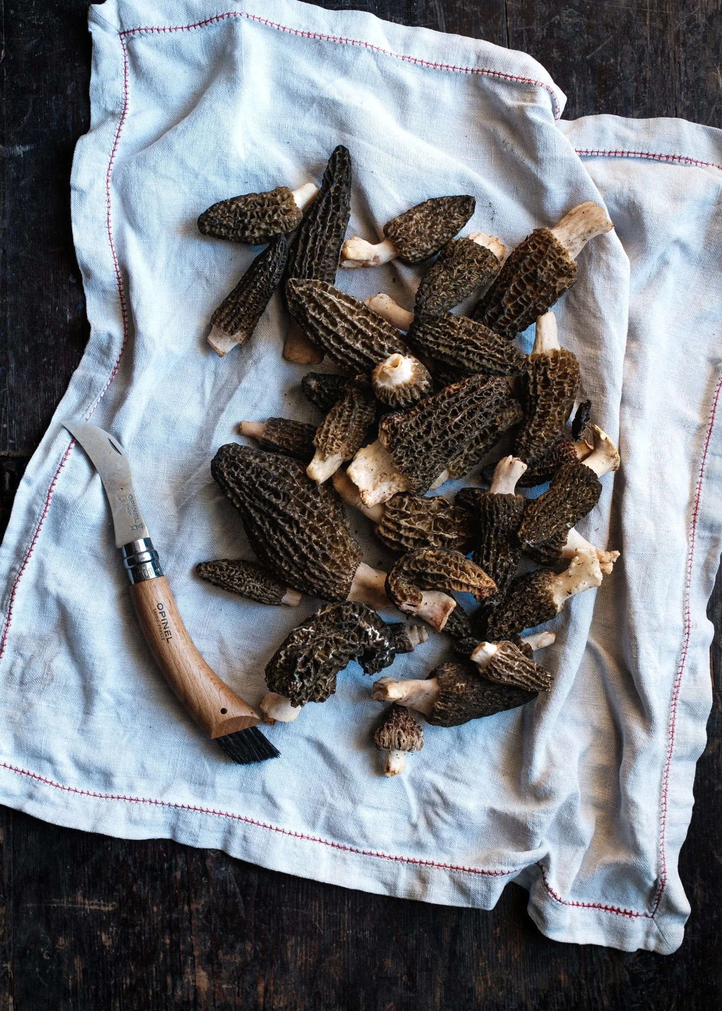 morels + knife.JPG