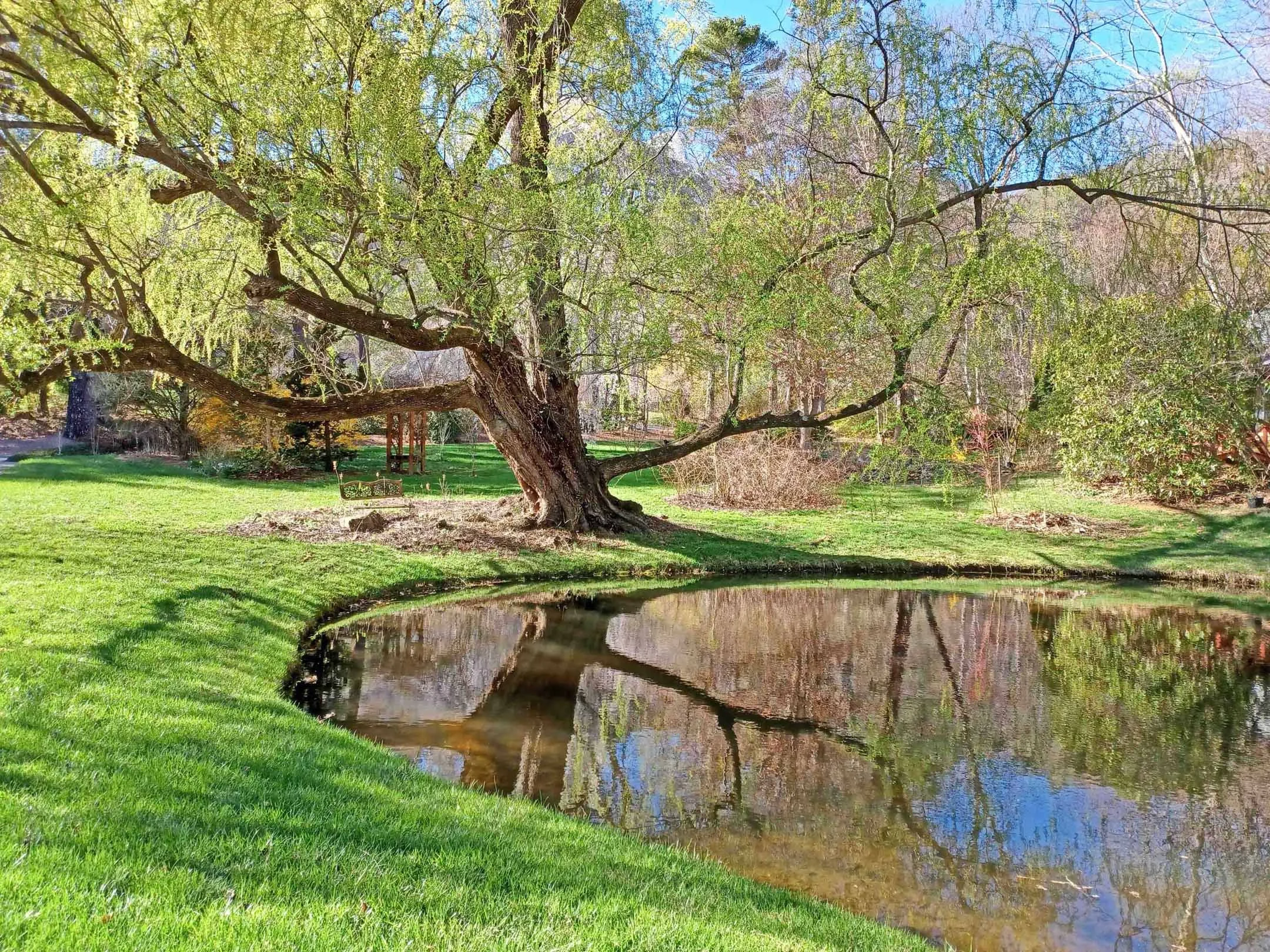 This photo shows a beautiful green landscape in March with a pond and a willow tree.