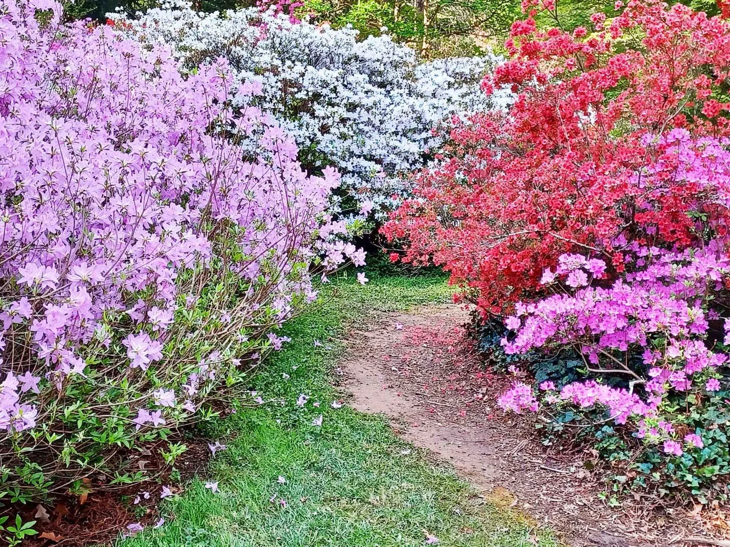 A pathway goes through azalea shrubs with colorful blooms in red, pink, and white.