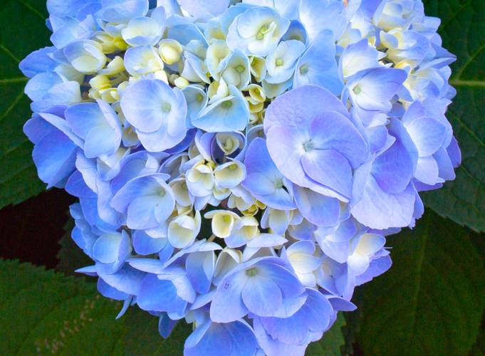 Hydrangeas