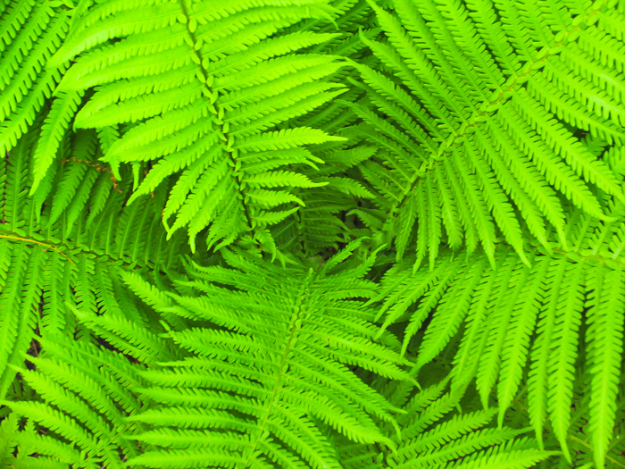 Ferns