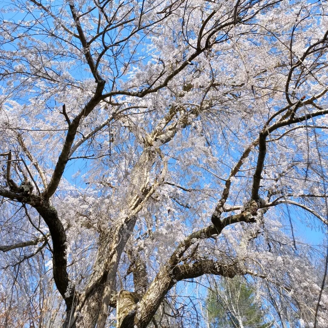 Yesterday was an amazing day in Western North Carolina. It was sunny and 75 degrees!

Everything is blooming now, which seems very early since it is only mid-March.

But I am enjoying the beauty in the early spring landscape!

#springtime🌸 #flowerin