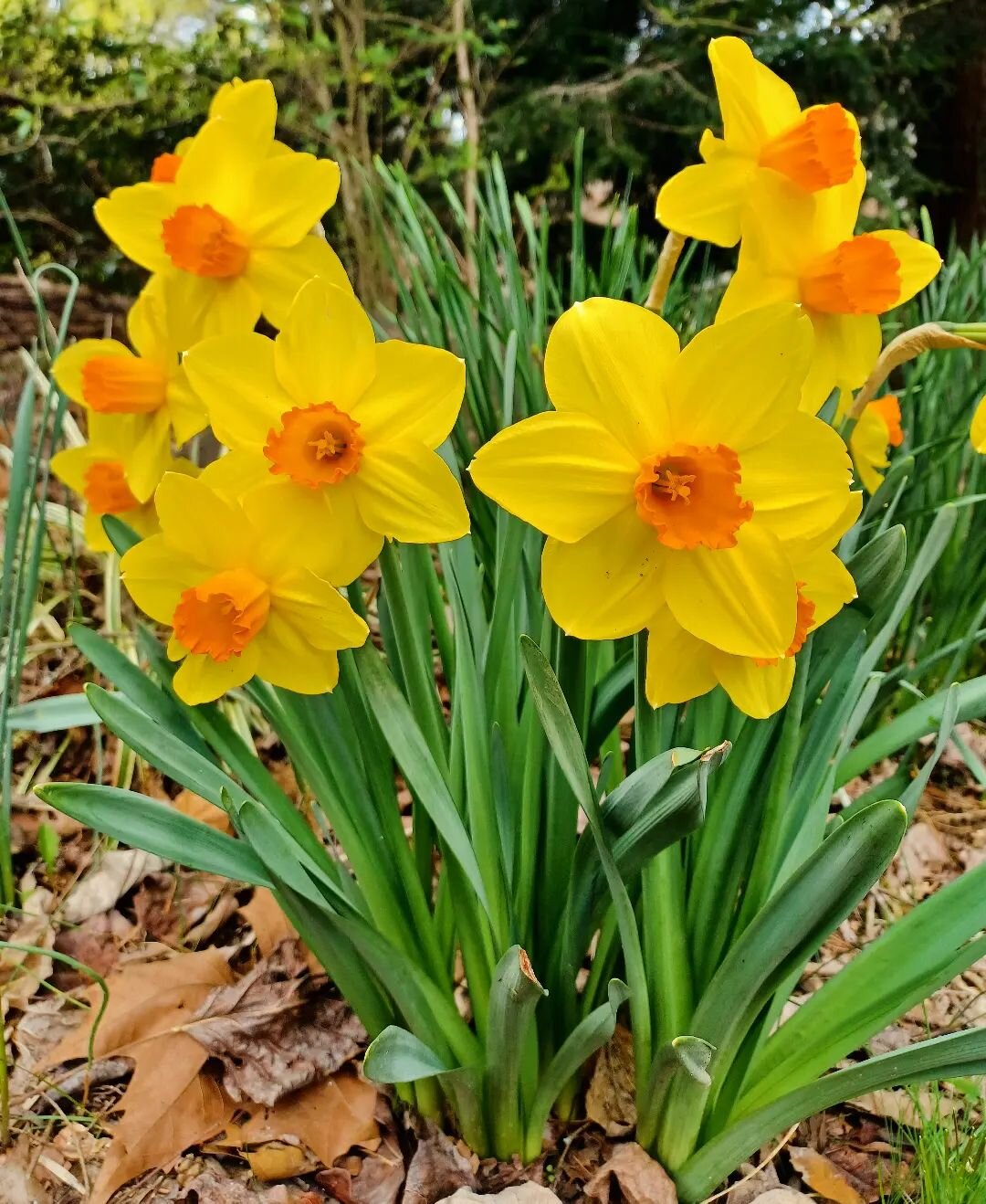 These large-cupped Fortissimo Narcissus blooms always add so much color and interest in the early spring landscape.

Every fall, I envision where to plant various spring bulbs in my yard. Usually, I plant the bulbs in November, then I tuck them in fo