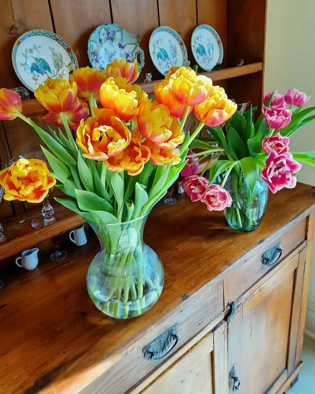 Come into my kitchen to see the double peony tulips glowing in the morning light.

These unusual tulips are full blooms, just like peonies. Notice the delicate highlights on their petals.

I enjoy making floral arrangements with these tulips.

Which 