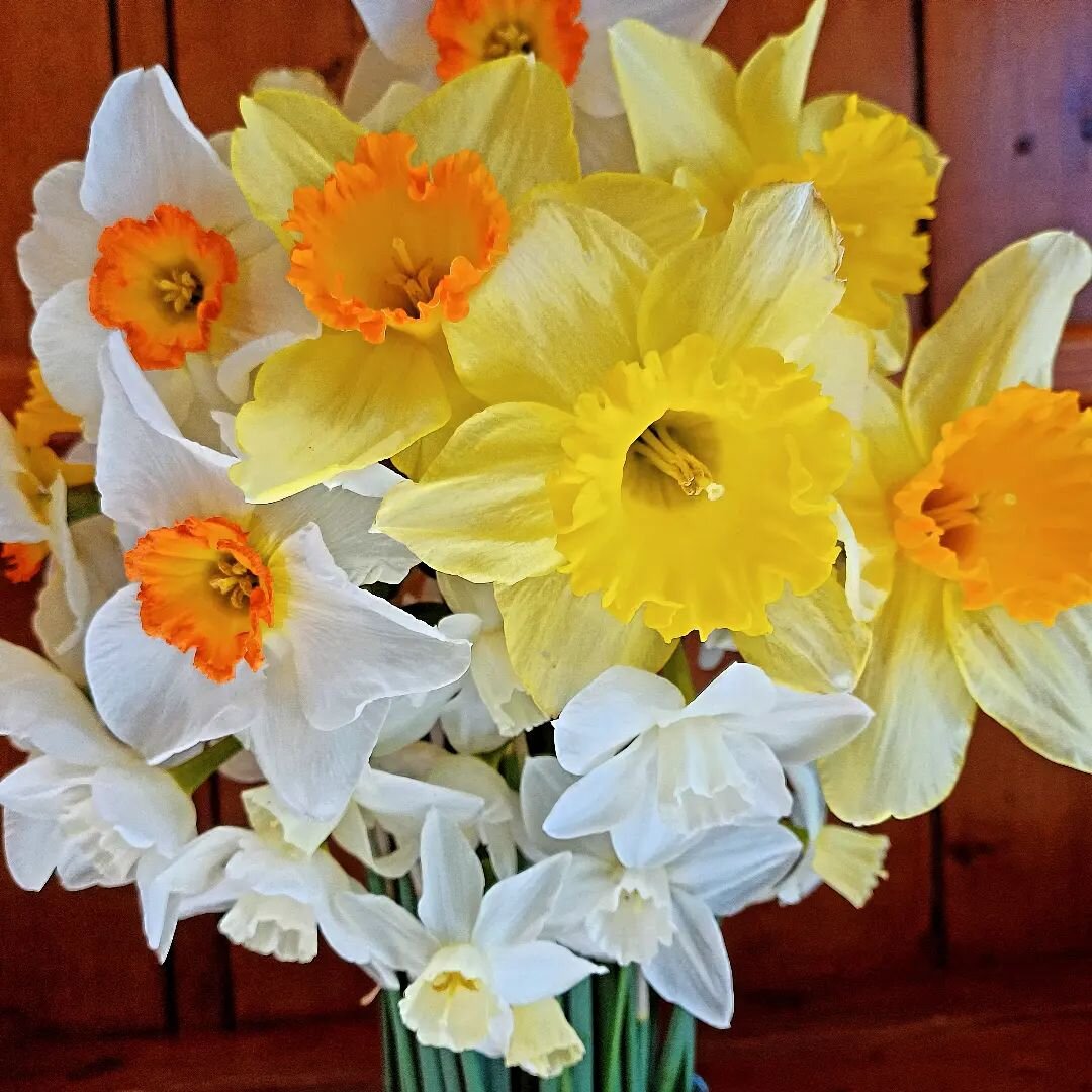 Daffodils and narcissus are at their peak right now with so many variations and colors!

They will last a while longer. Meanwhile, the tulips are forming buds.

The succession of spring blooms is underway!

#springflowers🌷 #daffodils🌼 #narcissus #d