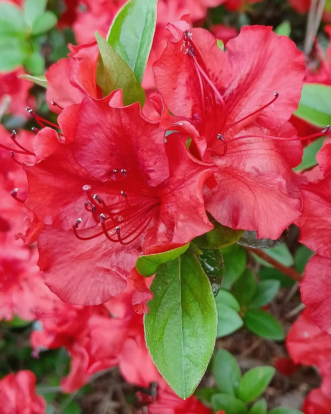 Azaleas are blooming now!

The daffodils and tulips are fading, but dogwoods and azaleas are blooming all over the mountains.

These three azaleas are in full bloom in my yard. What is blooming in your yard now?

#springflowers🌷 #aprilblooms #inmyga