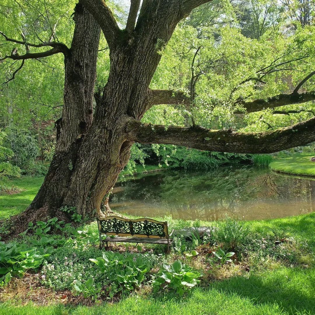 Here is a photo of an April morning at my pond.

This is a peaceful place for a morning meditation.

Don't you love the green landscape now?

#morninglight☀️ #pondlife #willowtree #aprilmorning #springweather #springmorning #peacefulsetting #tranquil
