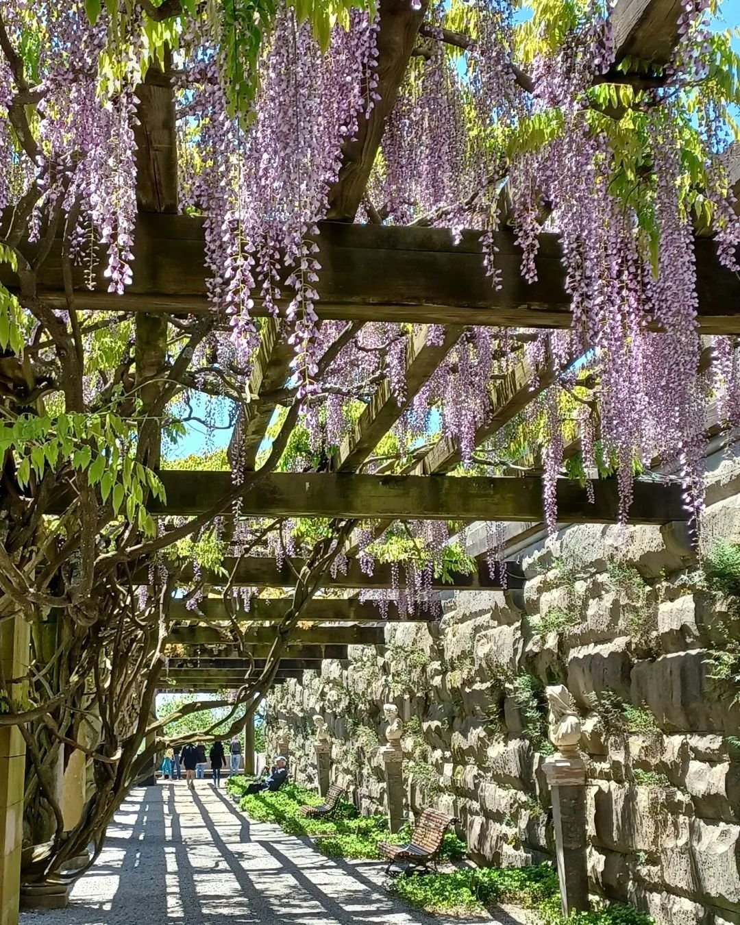 This week, the exquisite wisteria is in full bloom at the Biltmore Estate in Asheville, North Carolina.

Walk with me through the pergola that is near Biltmore House.

This walkway has fountains, statues, and benches.

The wisteria is cascading gown 