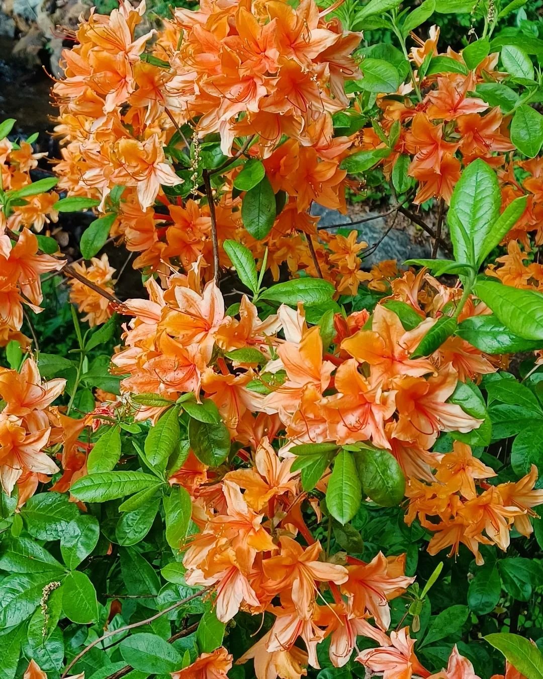 The stunning Flame Azalea is in full bloom now in the mountains of Western North Carolina.

This beauty really stands out in the spring landscape. I have two on the banks of my creek.

Botanist William Bartram observed Flame Azaleas in North Georgia 