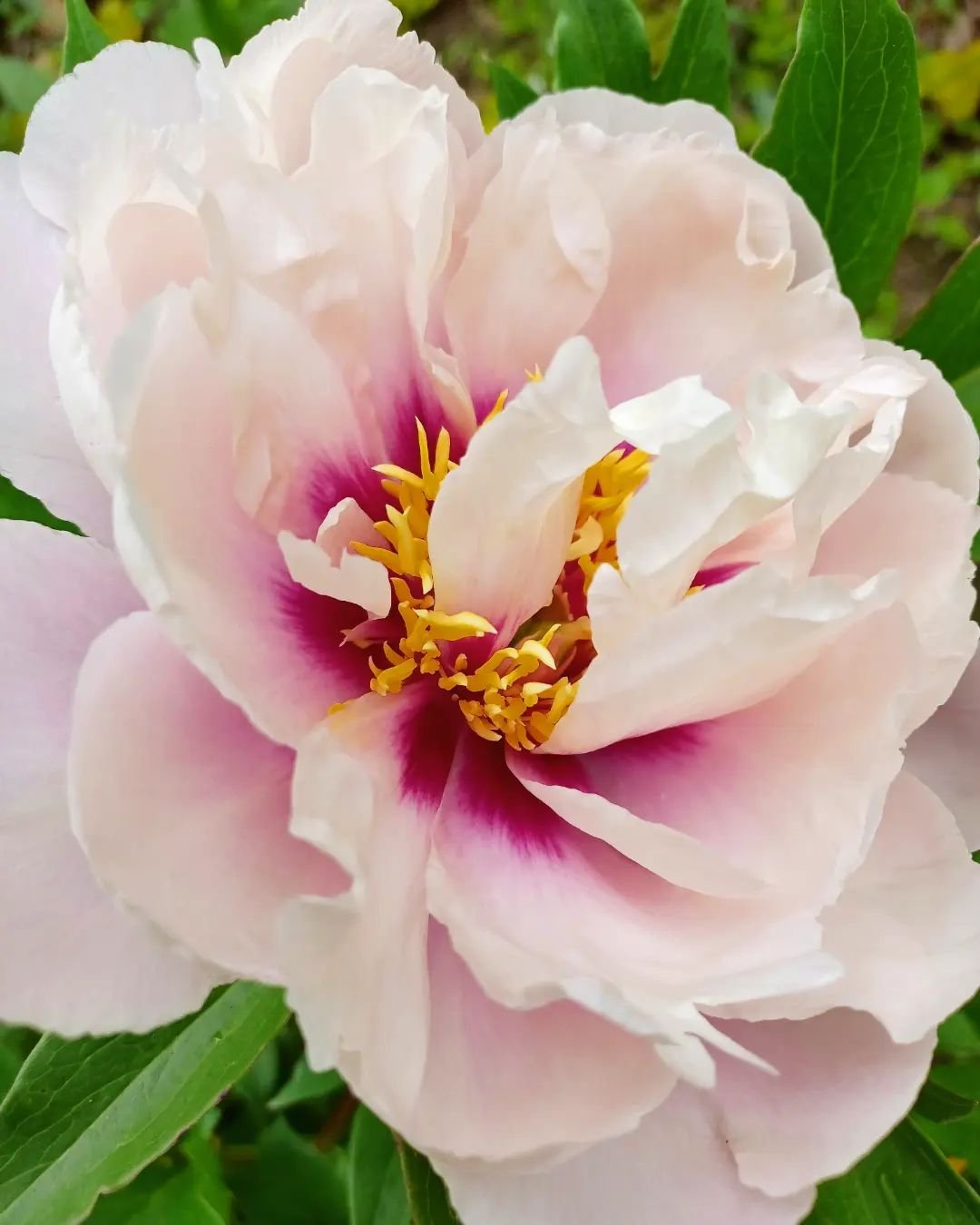 It's peony season!

This morning, I watched my First Arrival Itoh peony open its first bloom.

You can see in these photos that this peony has pale pink petals with dark red in the center.

There are many more peony buds in my garden that will open s