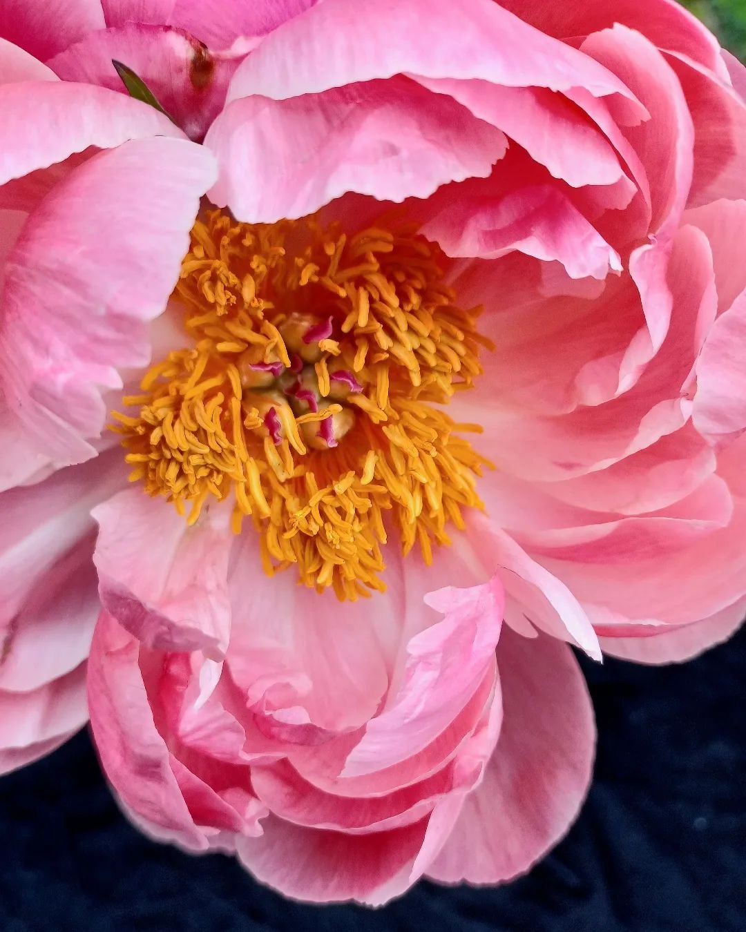 Now, the Coral Charm peony is blooming.

Don't you love these amazing petals?

#peoniesofinstagram #peonyseason #mayflowers #springflowers🌷#springgrowth #petals
#flowermagic #flowerpetals #homegarden
#flowergardener #thehappygardeninglife