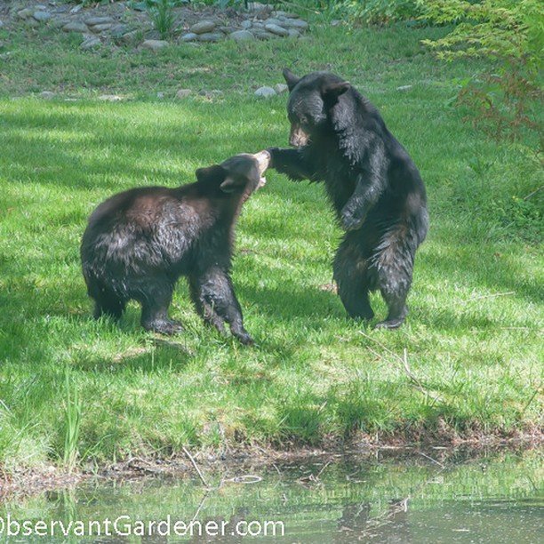 Young bears enjoy playing in the spring!

I photographed these juvenile bears as they frolicked near my pond.

I always keep my distance!

#bearsofinstagram #blackbears #blueridgemountainlife #backyardwildlife #inmybackyard #828isgreat #asheville #mo