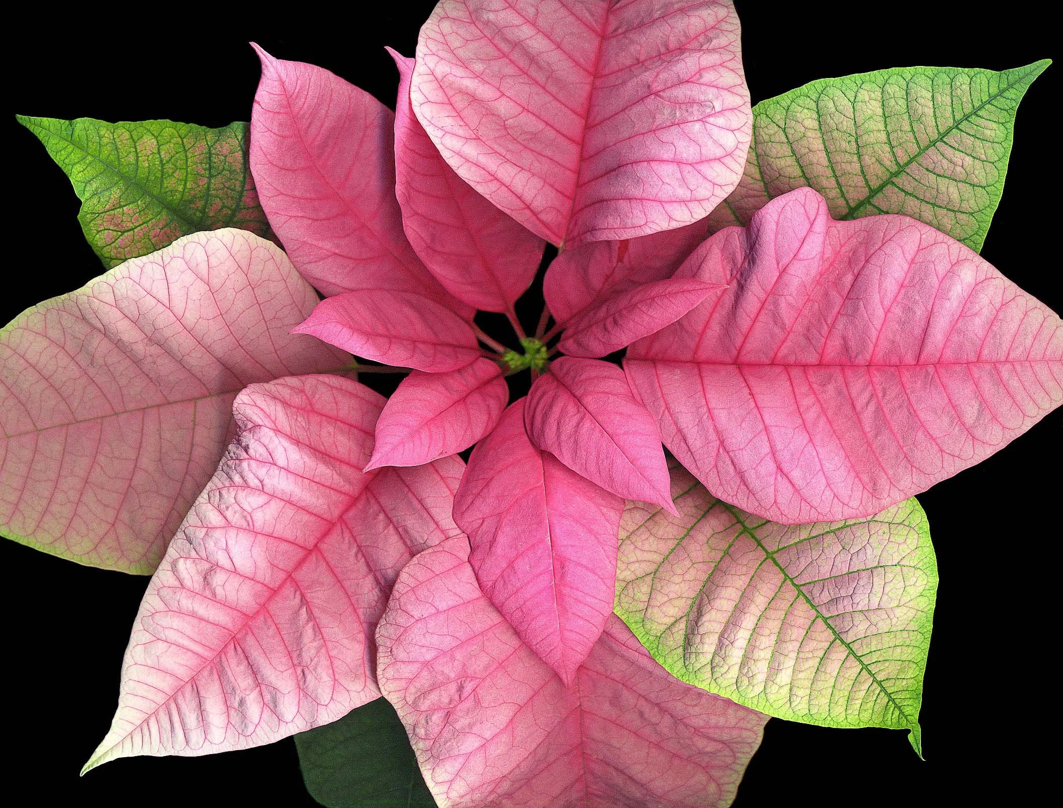 Poinsettias Symbolize the Holiday Season