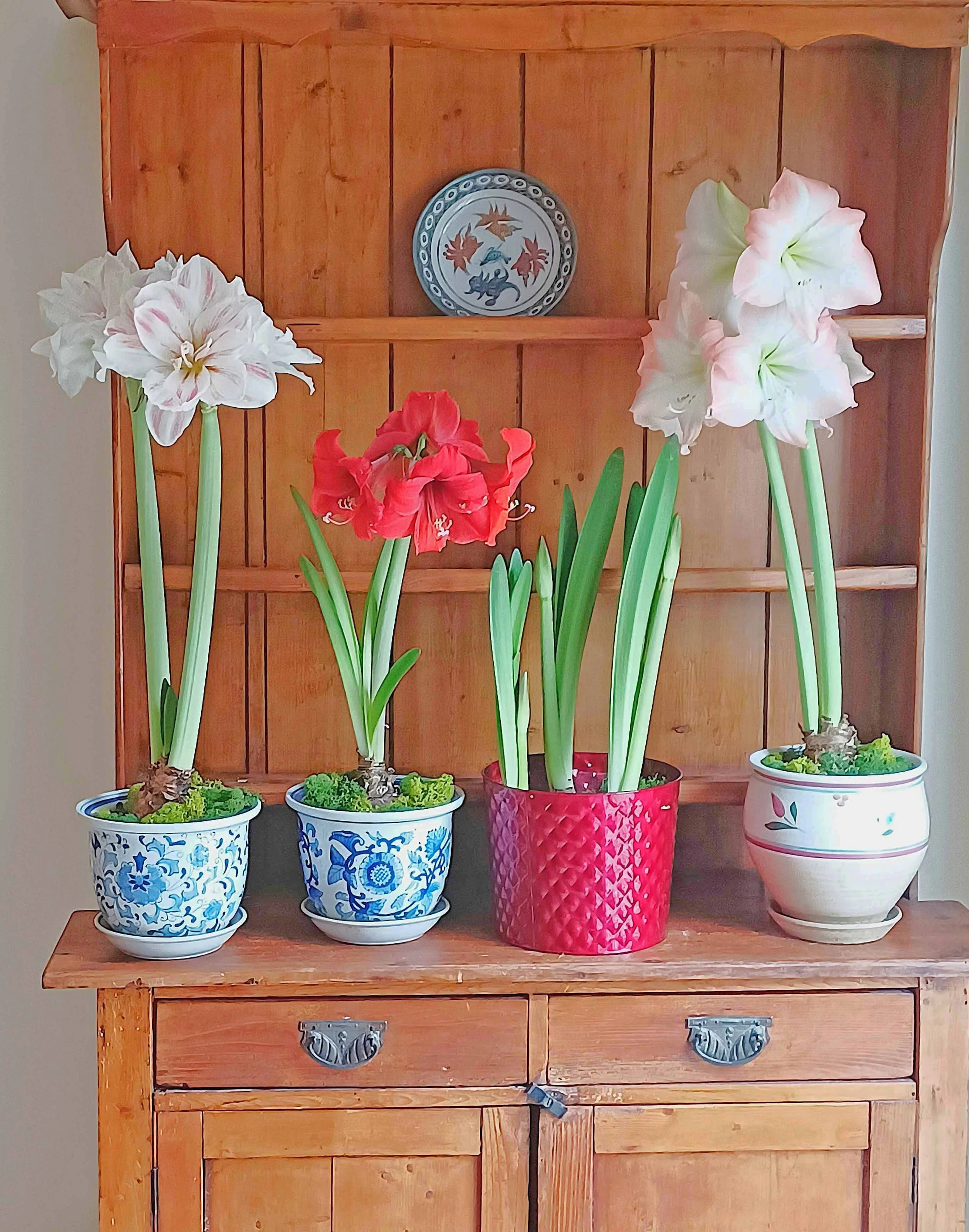 My Indoor Amaryllis Garden