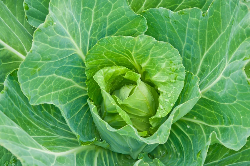 Cabbages